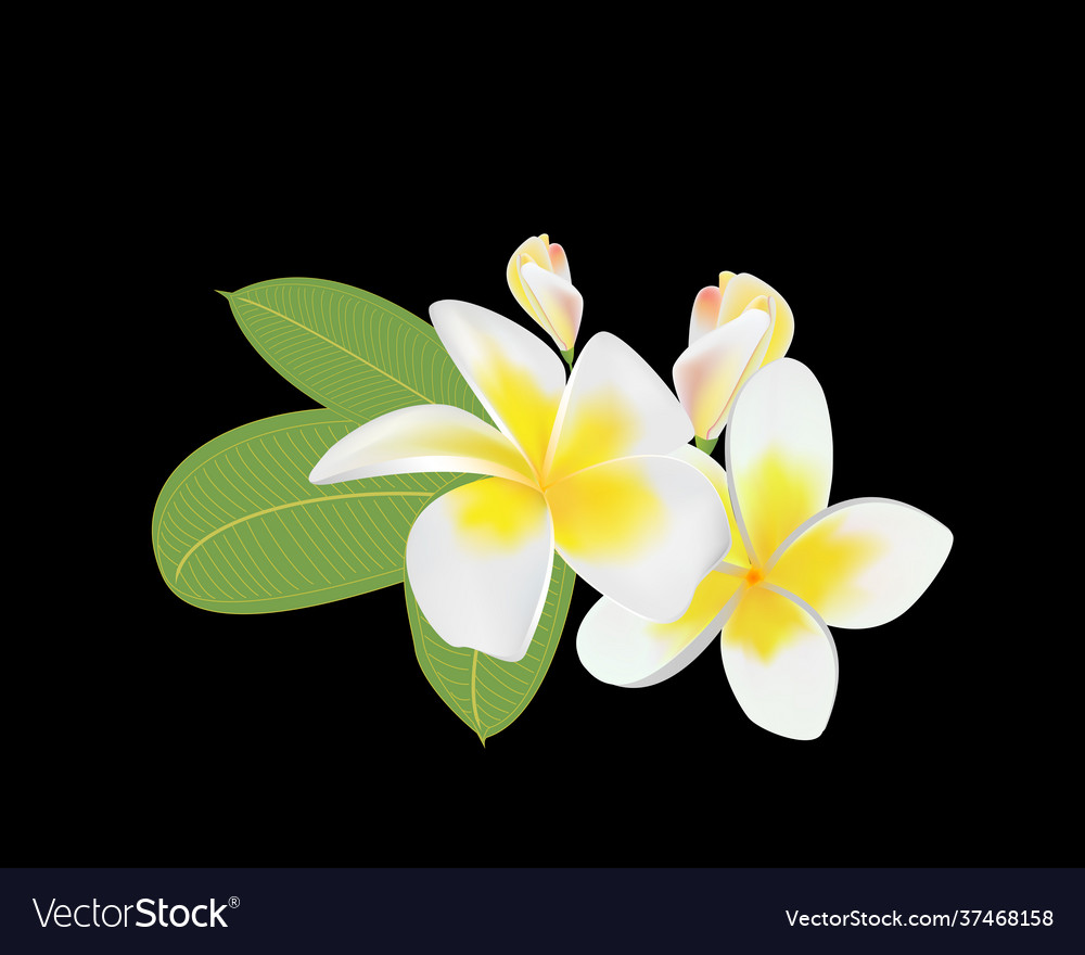 Bouquet plumeria on a black background Royalty Free Vector