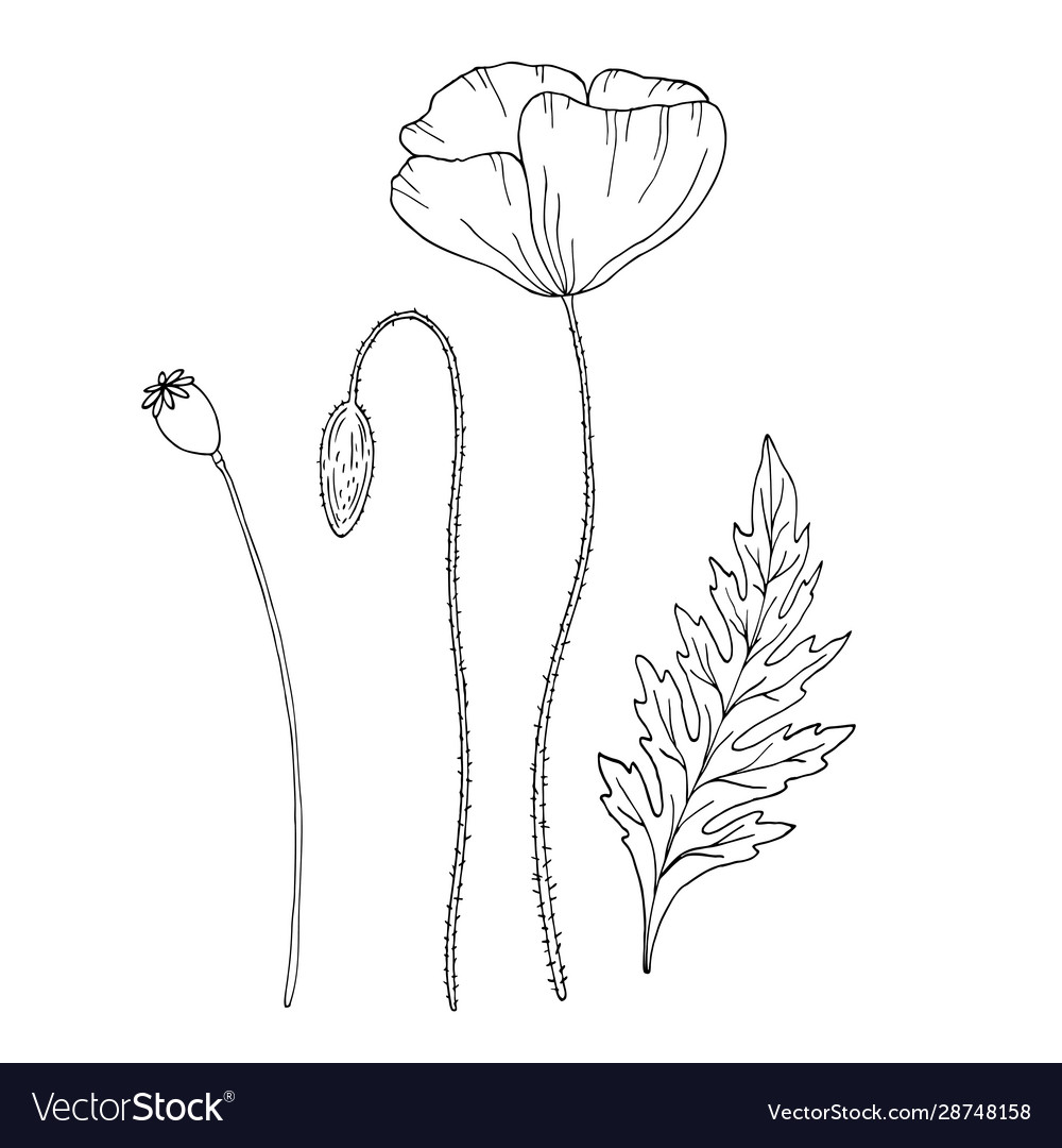 Poppy Blume Sketch