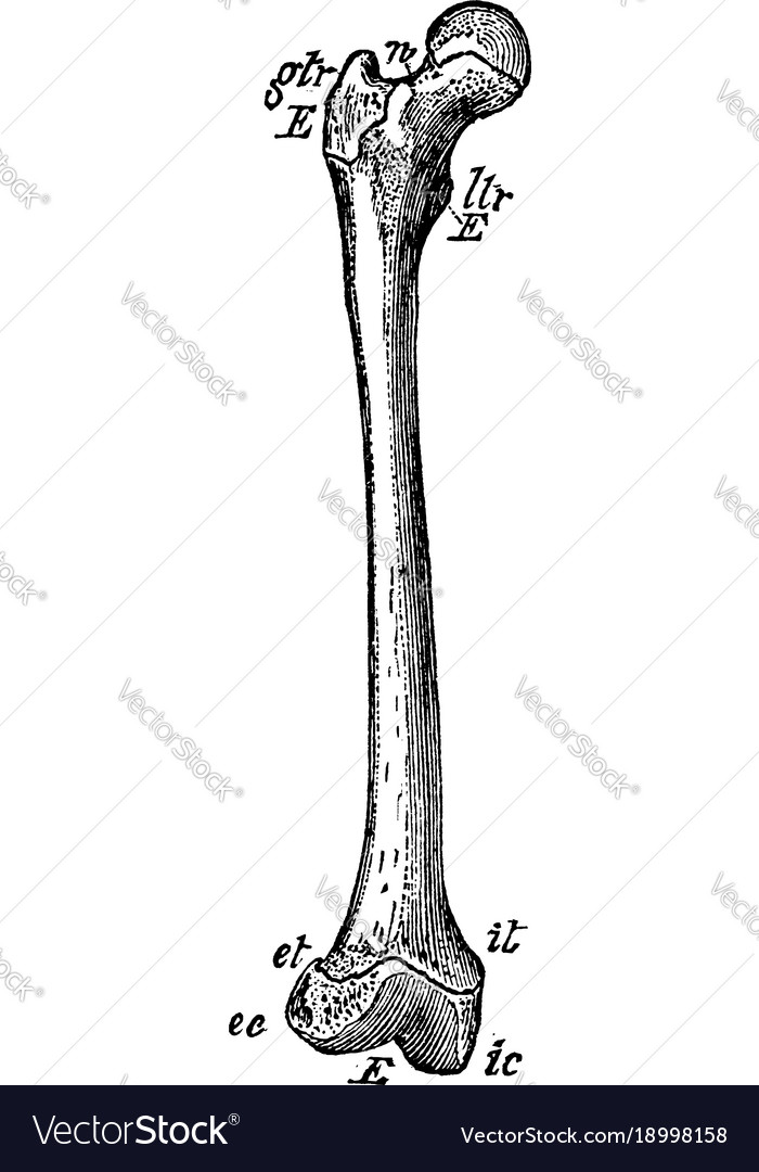 Youth femur vintage Royalty Free Vector Image - VectorStock