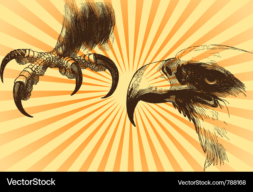Bald eagle Royalty Free Vector Image - VectorStock