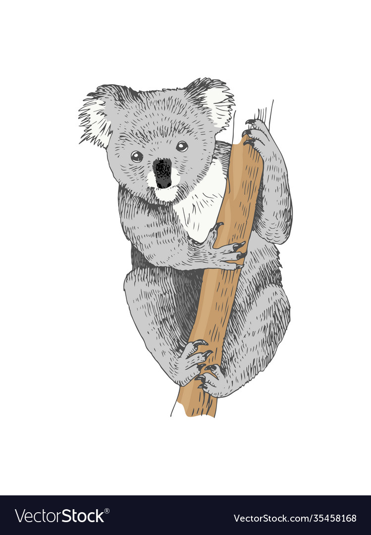 Hand drawn koala isolated on white background Vector Image