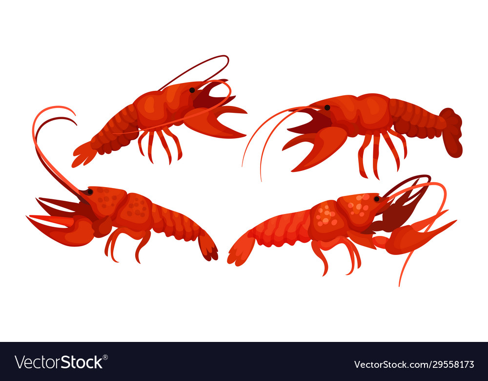 Lobsters with thick shell and strong chelate limbs vector image Lobsters with thick shell and strong chelate limbs