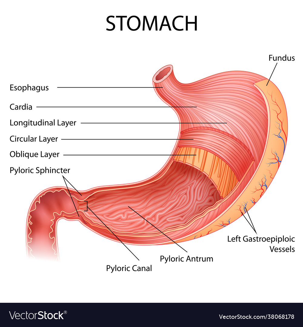 Healthcare and medical education drawing chart Vector Image