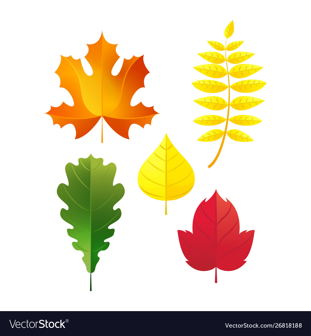 Autumn leaves set simple fall leaf cartoon flat Vector Image