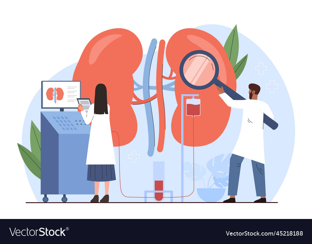 Doctors with kidneys Royalty Free Vector Image