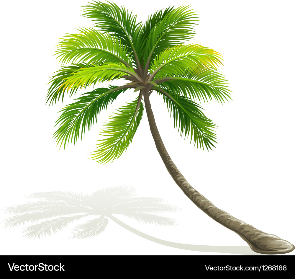 Palm tree Royalty Free Vector Image - VectorStock
