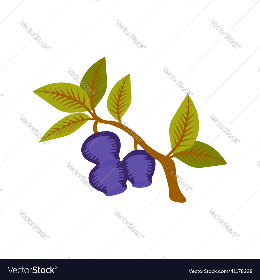 Isolated on a white background honeysuckle twig