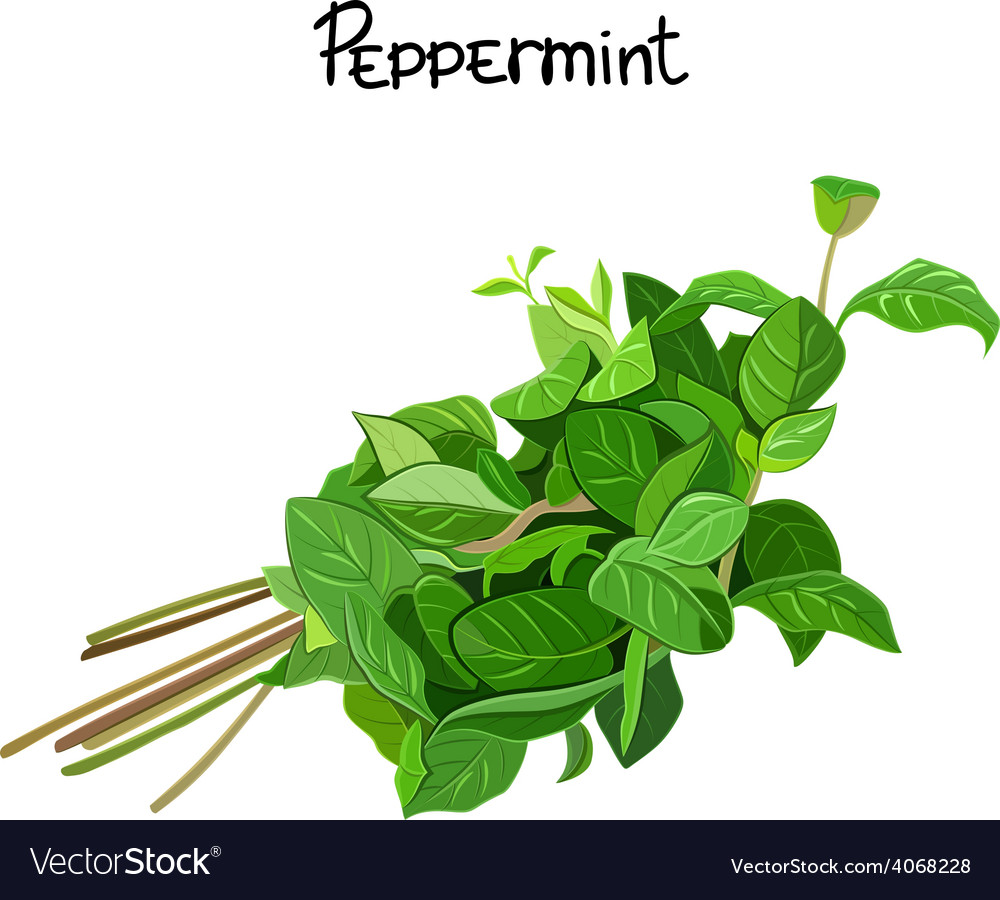 Peppermint Royalty Free Vector Image - VectorStock