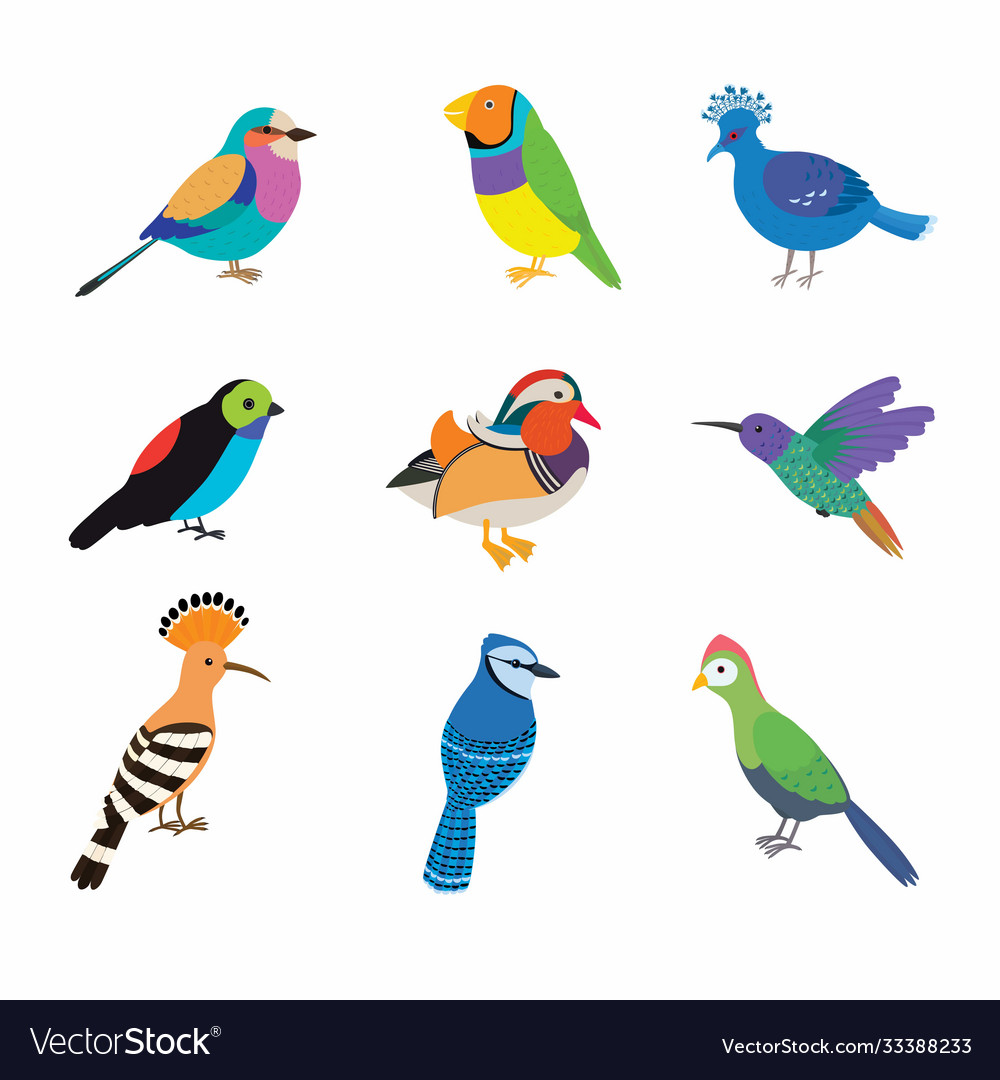 Set most beautiful birds on planet Royalty Free Vector Image