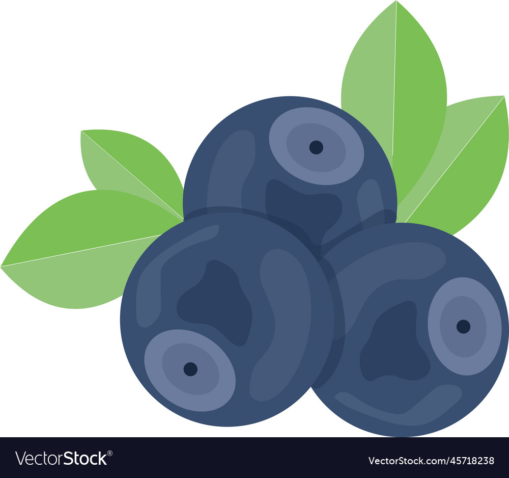 Blueberries with leaves on a white background Vector Image