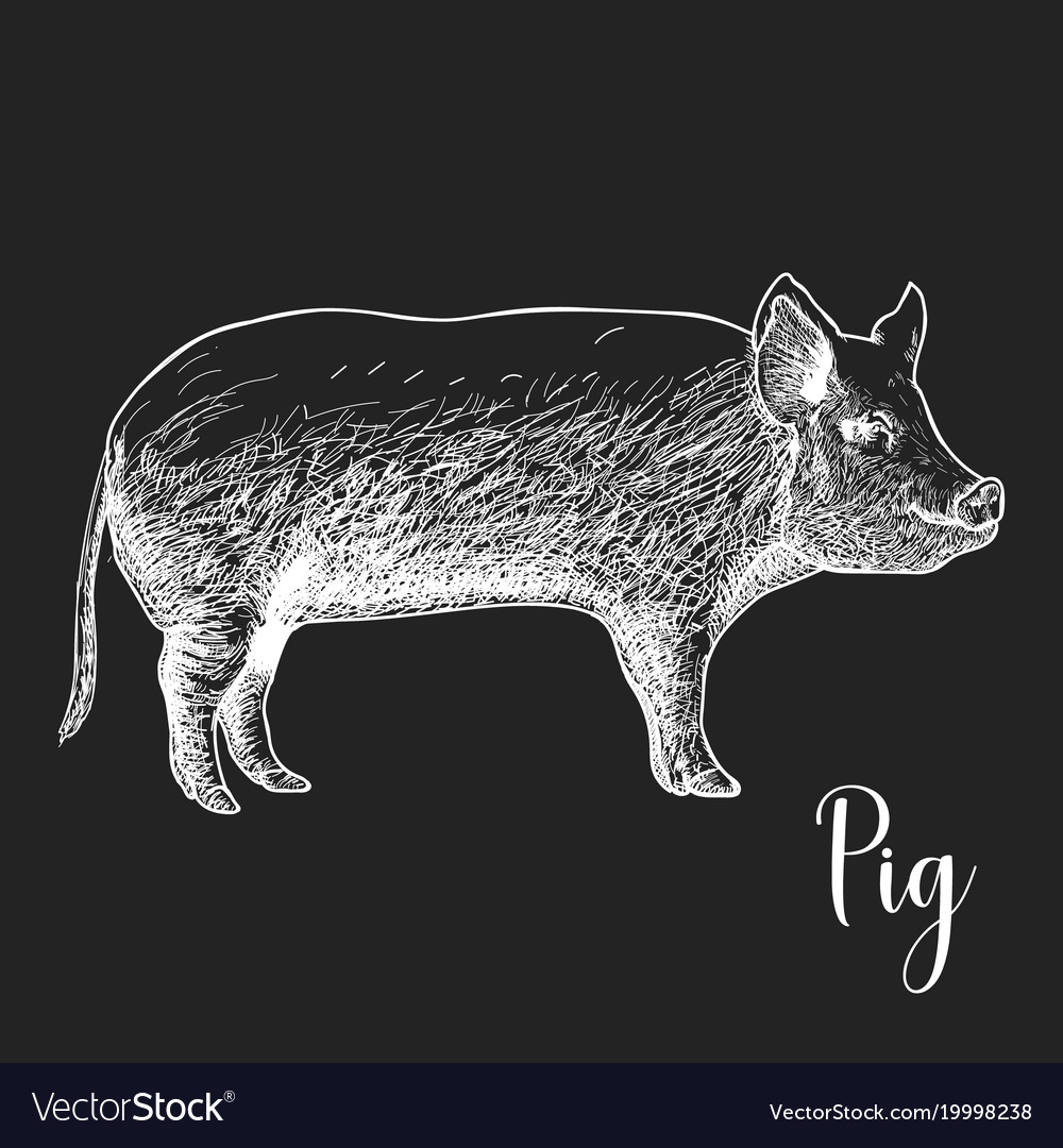 Hand drawn sketch pig