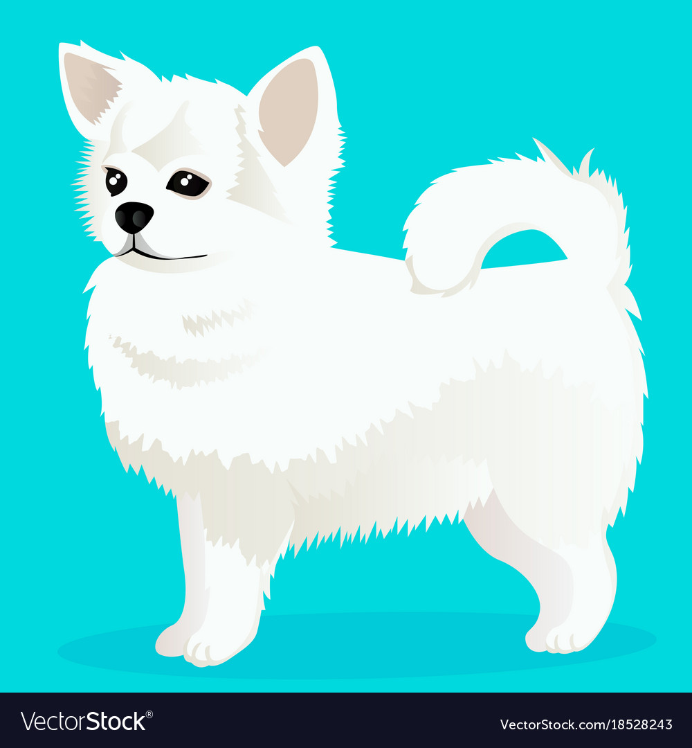 Chihuahua Dog White Chihuahua Dog White