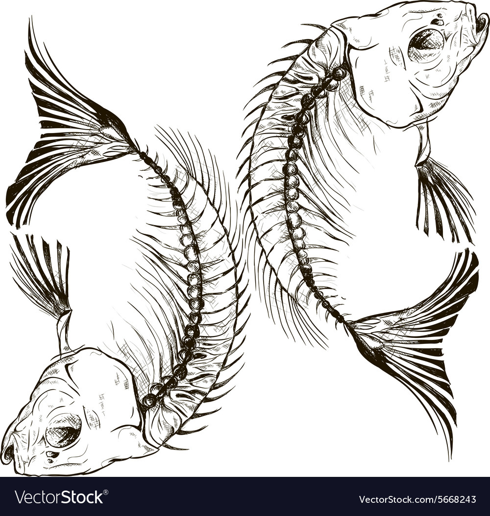 Fish skeleton Royalty Free Vector Image - VectorStock