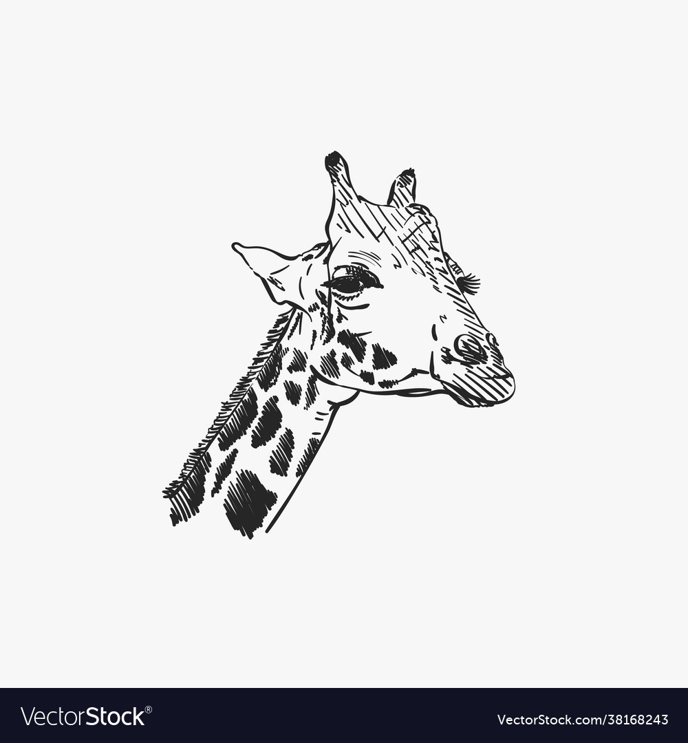 Giraffenkopf isolierte Skizze Hand gezeichnet