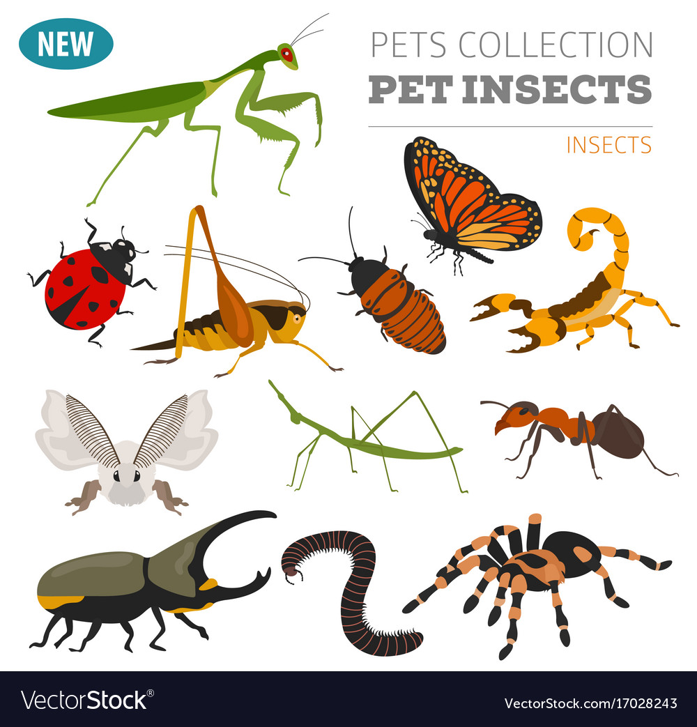 Pet Insects Breeds Icon Set Flat Style Isolated Vector Image