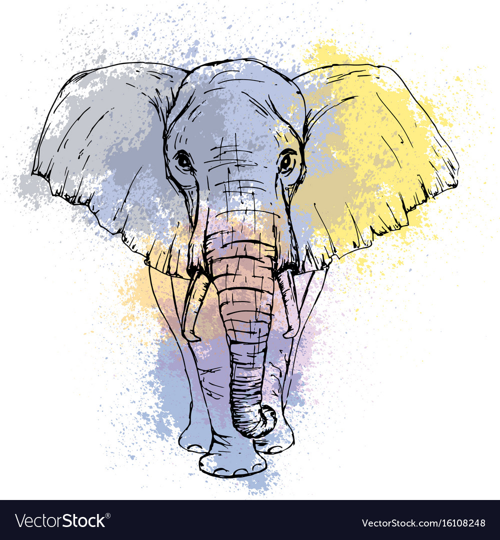 African elephant front view black white drawing  Stock Illustration  19920328  PIXTA