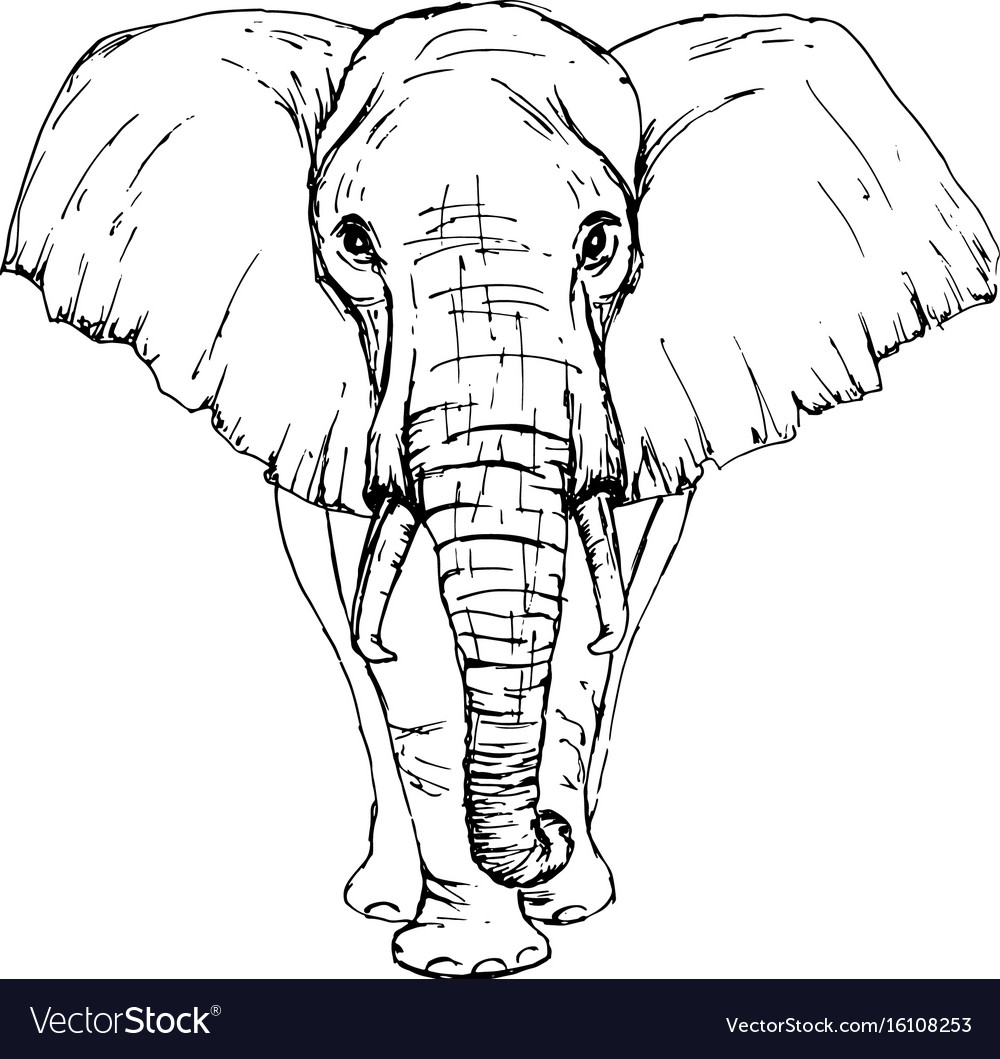 Sketch by pen African elephant front view Stock Vector  Adobe Stock