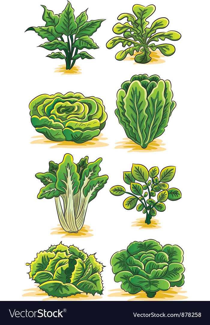 Green vegetables collection Royalty Free Vector Image