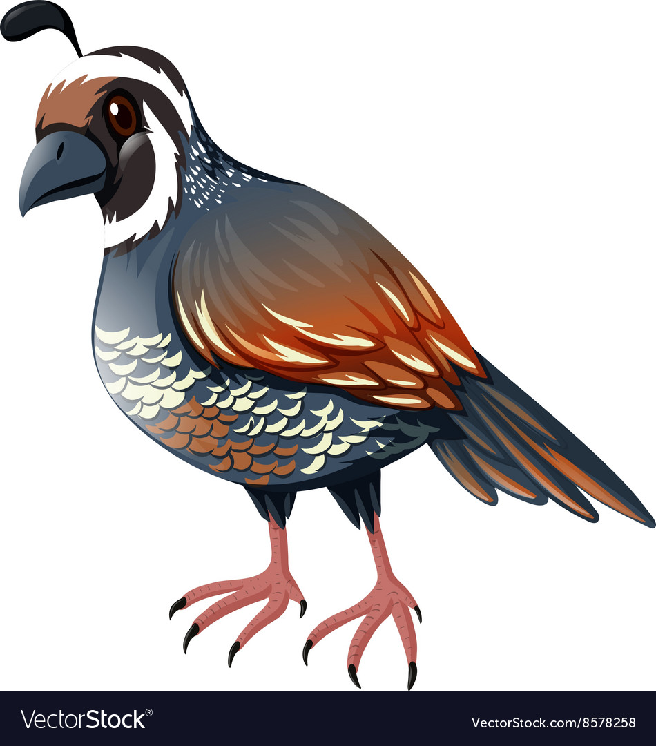 Quail standing on white background Royalty Free Vector Image