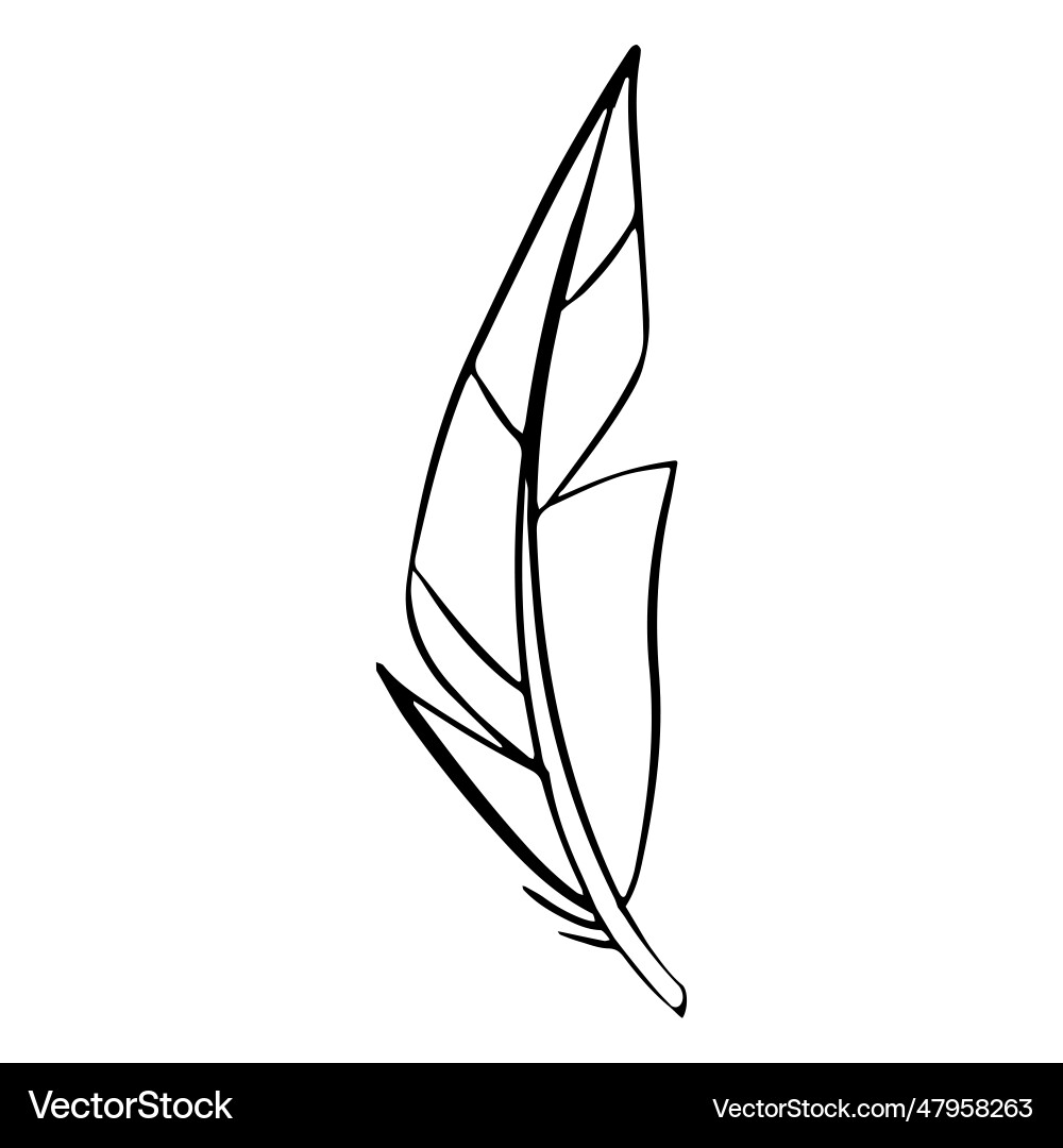 Boho drawn feather Royalty Free Vector Image - VectorStock