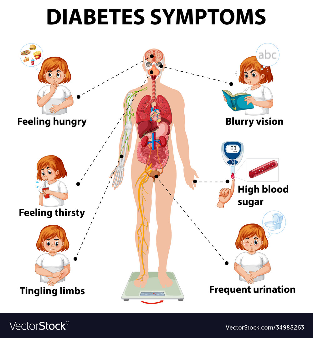 Diabetes symptoms information infographic Vector Image