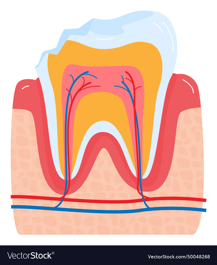 Close-up diagram of human tooth anatomy Royalty Free Vector