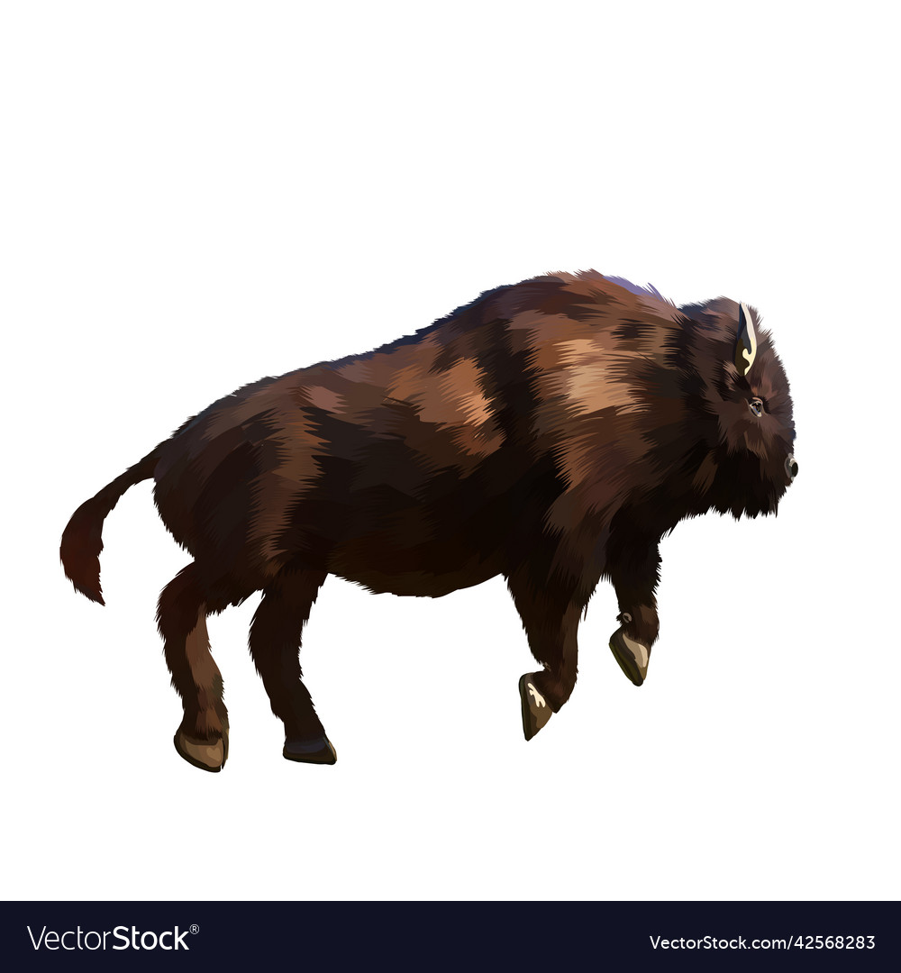 American bison white background