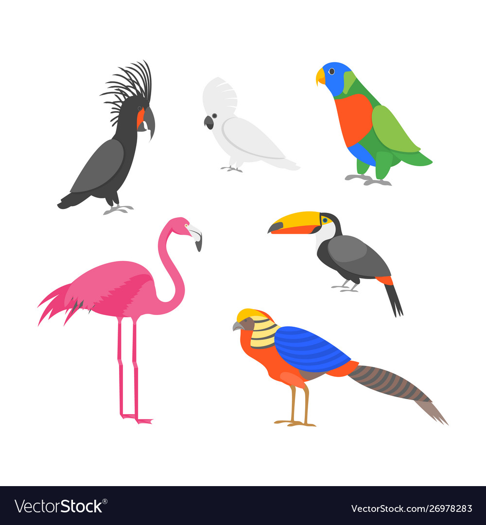 Cartoon color exotic bird icon set