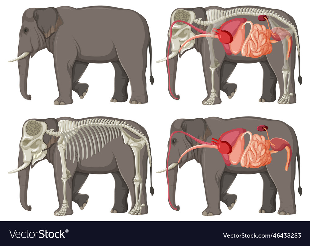 Internal organs anatomy of an elephant vector image Internal organs anatomy of an elephant
