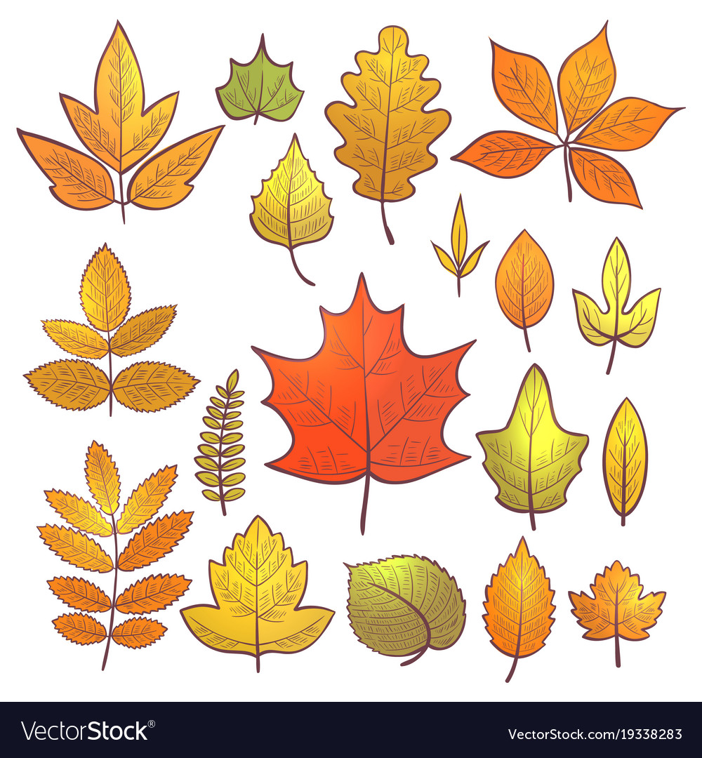 Set of autumn leaves Royalty Free Vector Image