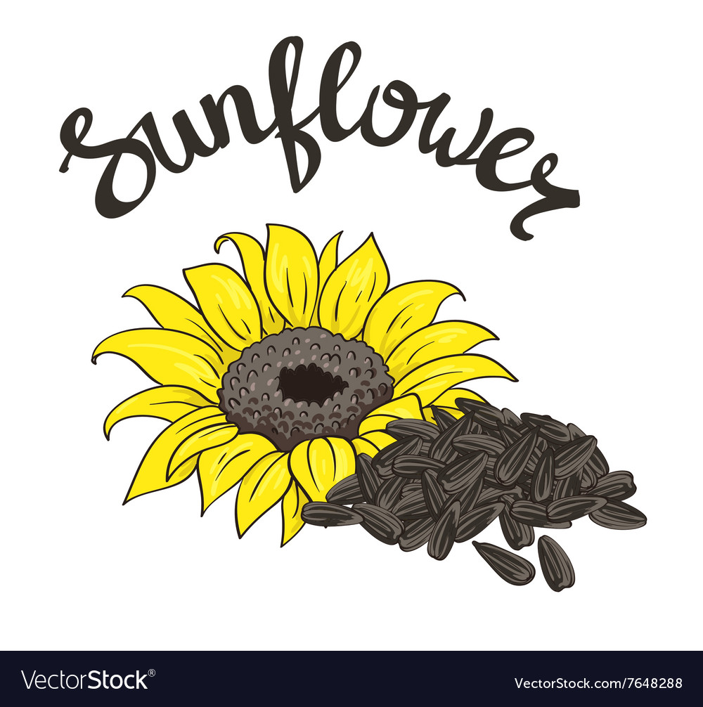 Hand Drawn Yellow Sunflower And Seeds Vector Image Hand Drawn Yellow Sunflower And