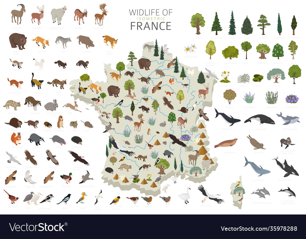 Isometric 3d design france wildlife animals Vector Image