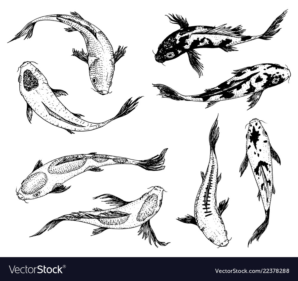 Set of koi carps japanese fish korean animals Vector Image