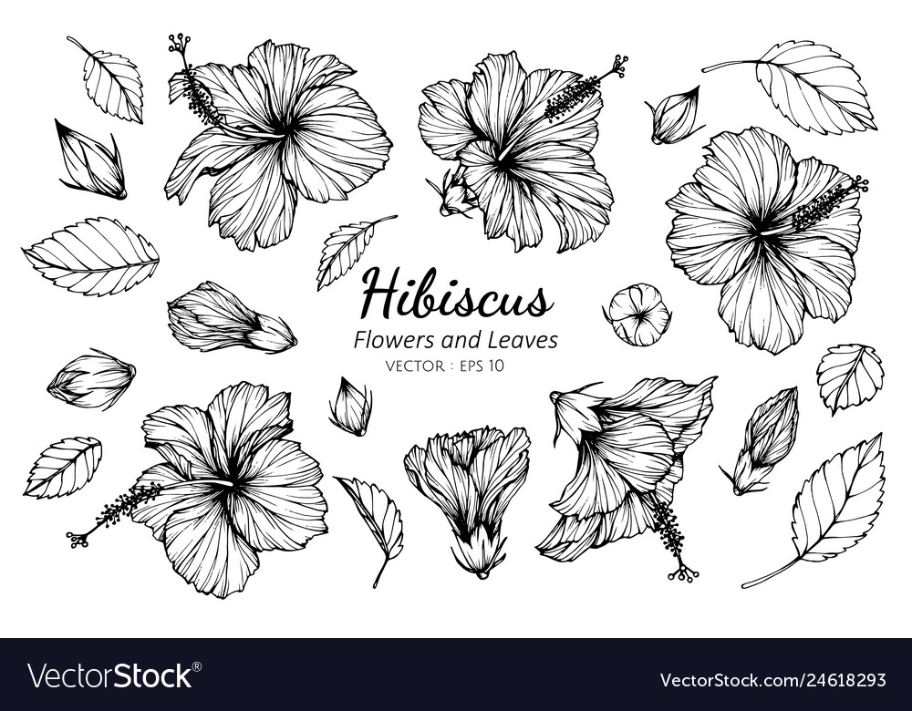Collection set hibiscus flower and leaves Vector Image