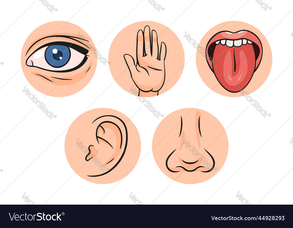 Five senses Royalty Free Vector Image - VectorStock