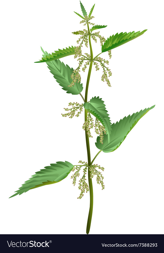 Nettle isolated Royalty Free Vector Image - VectorStock