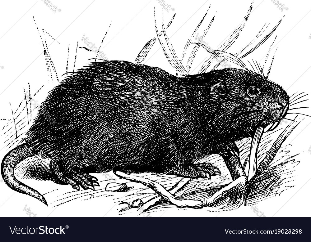 Bamboo rat vintage
