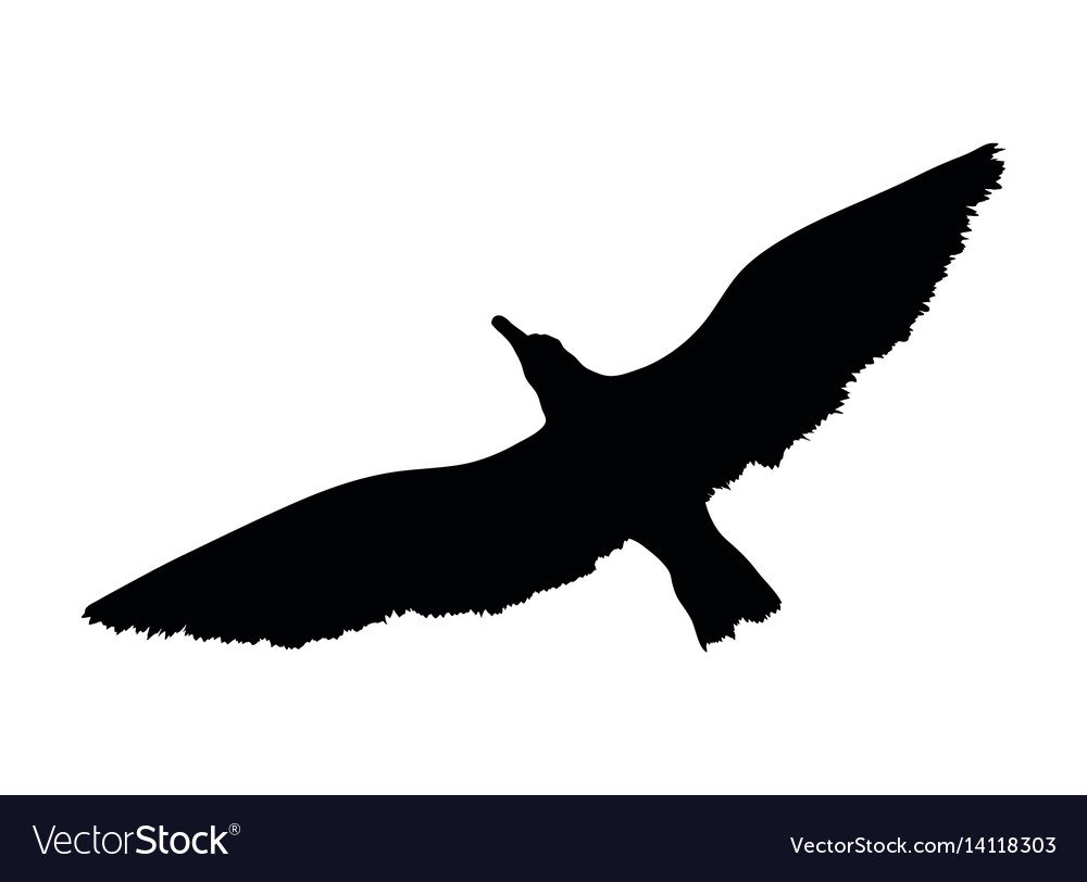 Seagull Flying Silhouette Isolated On White Vector Image