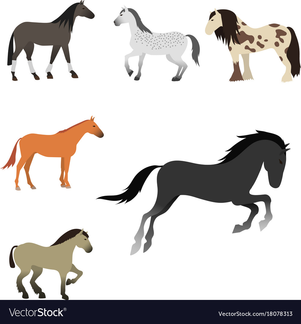 Horse pony stallion isolated different breeds