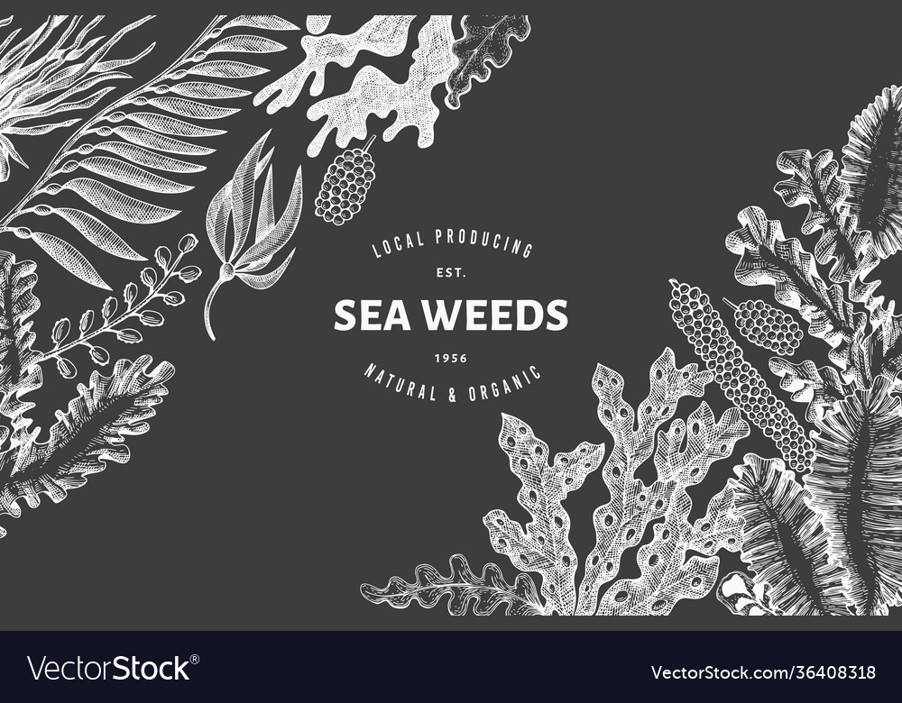 Seaweed design template hand drawn seaweeds Vector Image