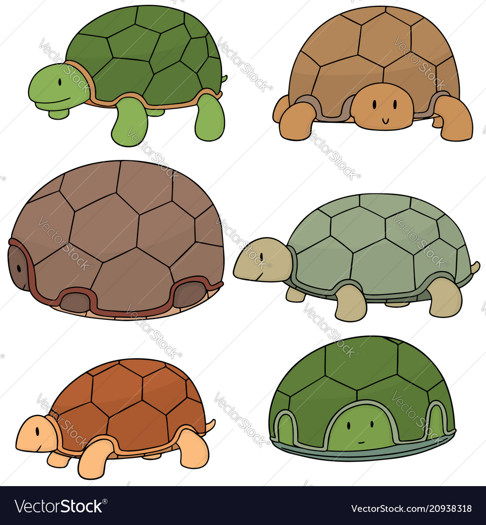 Set of turtle