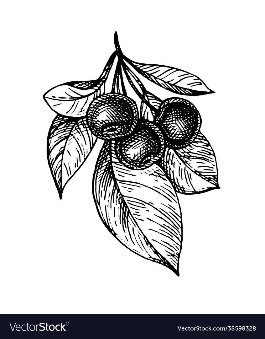Cherry ink sketch Royalty Free Vector Image - VectorStock