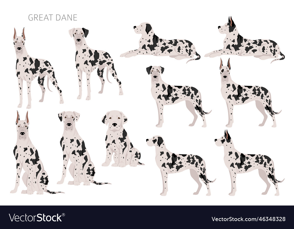 Great dane clipart different poses coat colors set