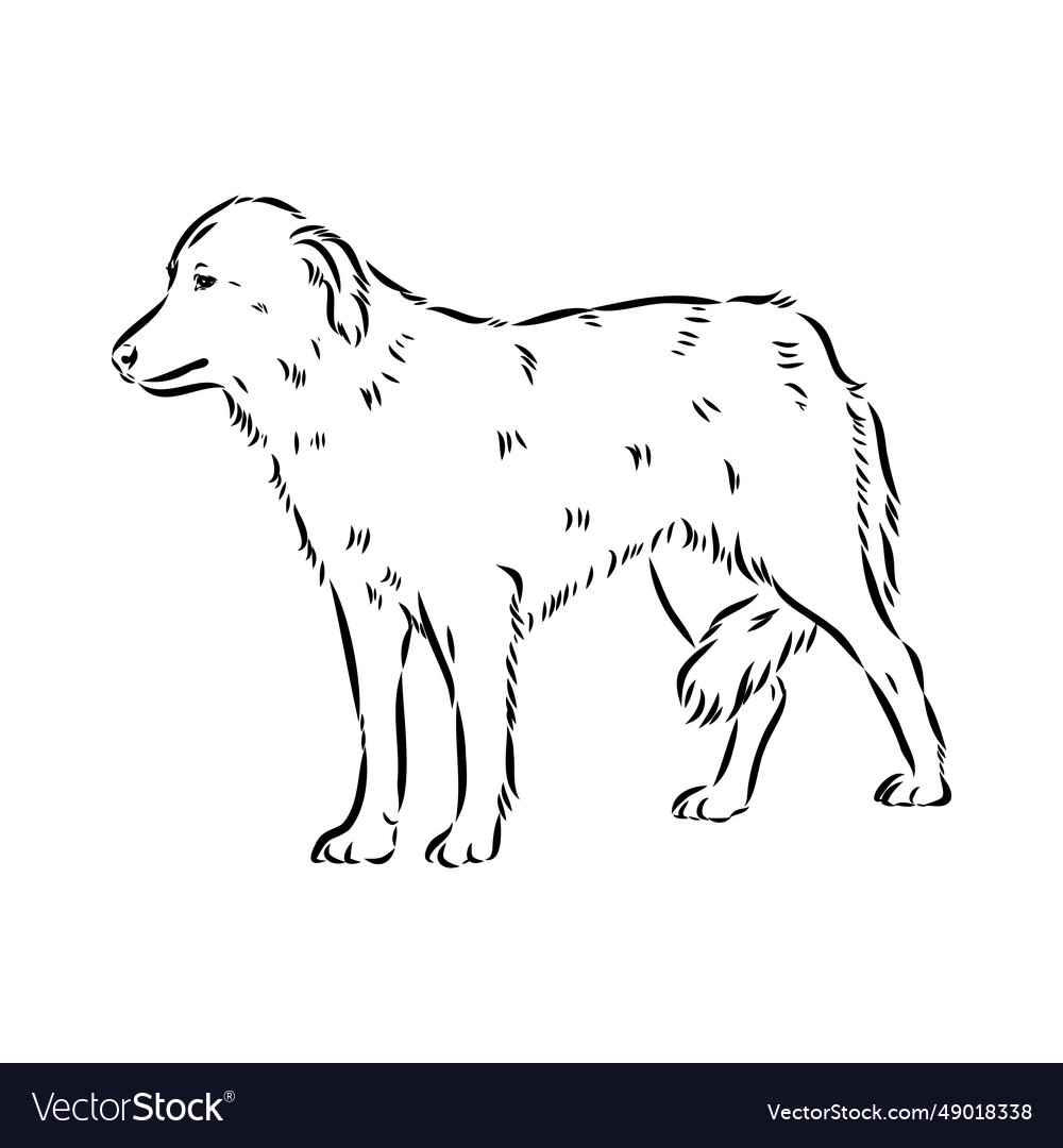 Aidi dog sketch outline pencil drawing artwork Vector Image