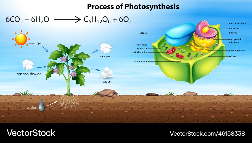 Plant Cell Anatomy Structure Royalty Free Vector Image