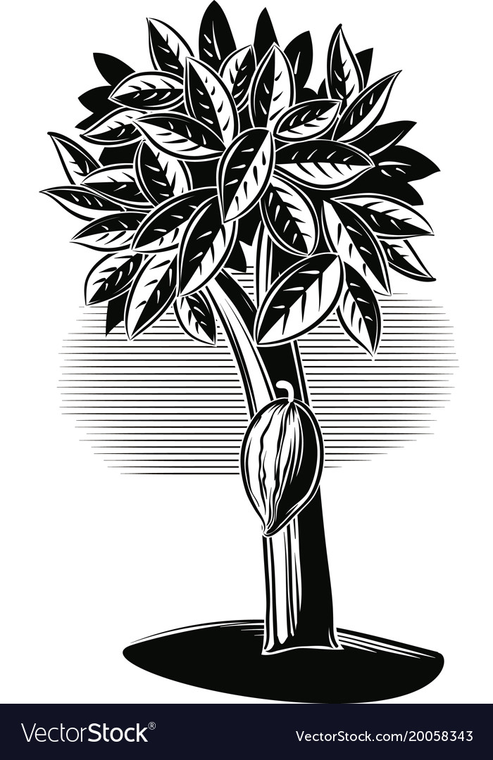 Cocoa Tree With Its Fruit Royalty Free Vector Image Cocoa Tree With Its Fruit Royalty Free Vector Image