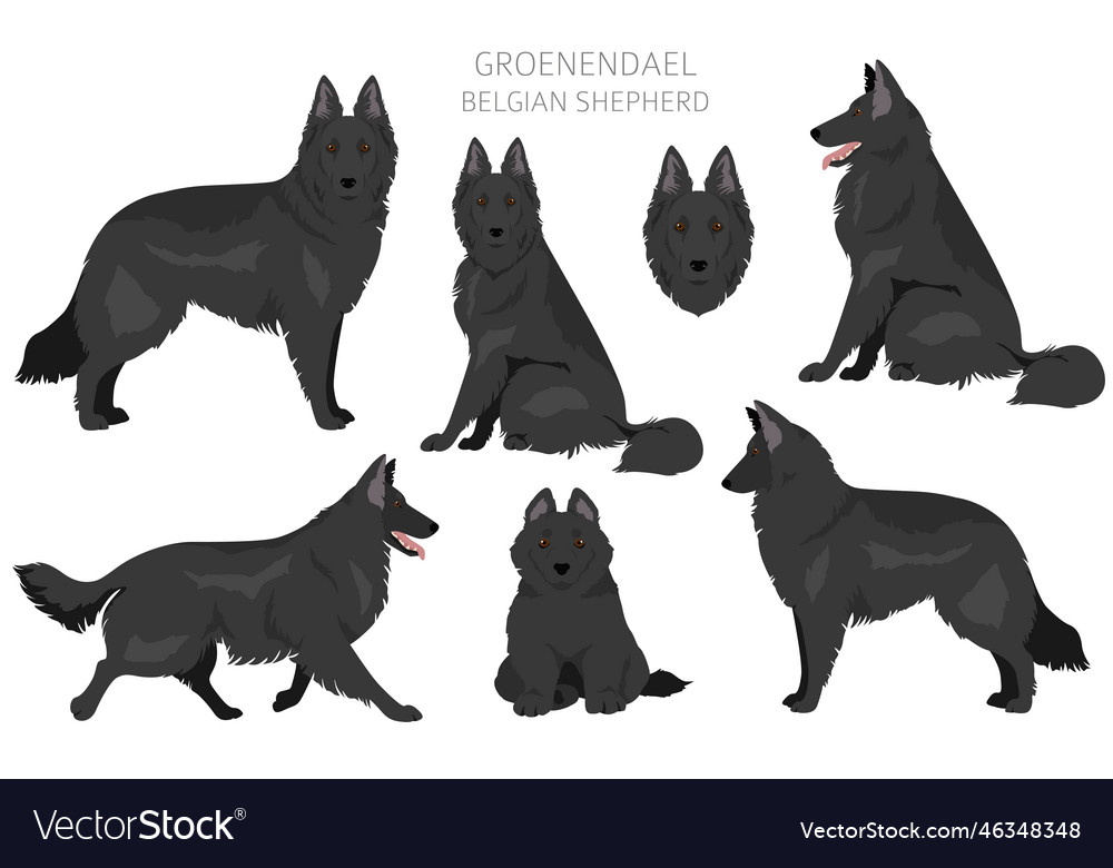 Groenendael clipart different poses coat colors