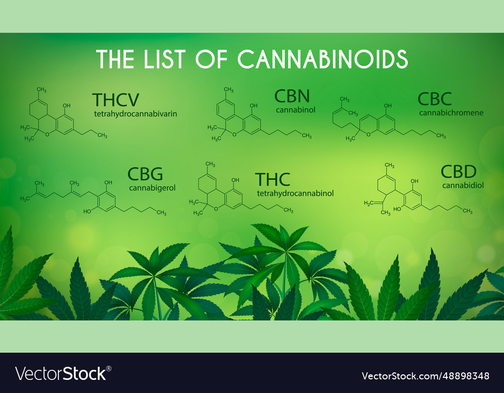 Medical Marijuana Infographics Royalty Free Vector Image