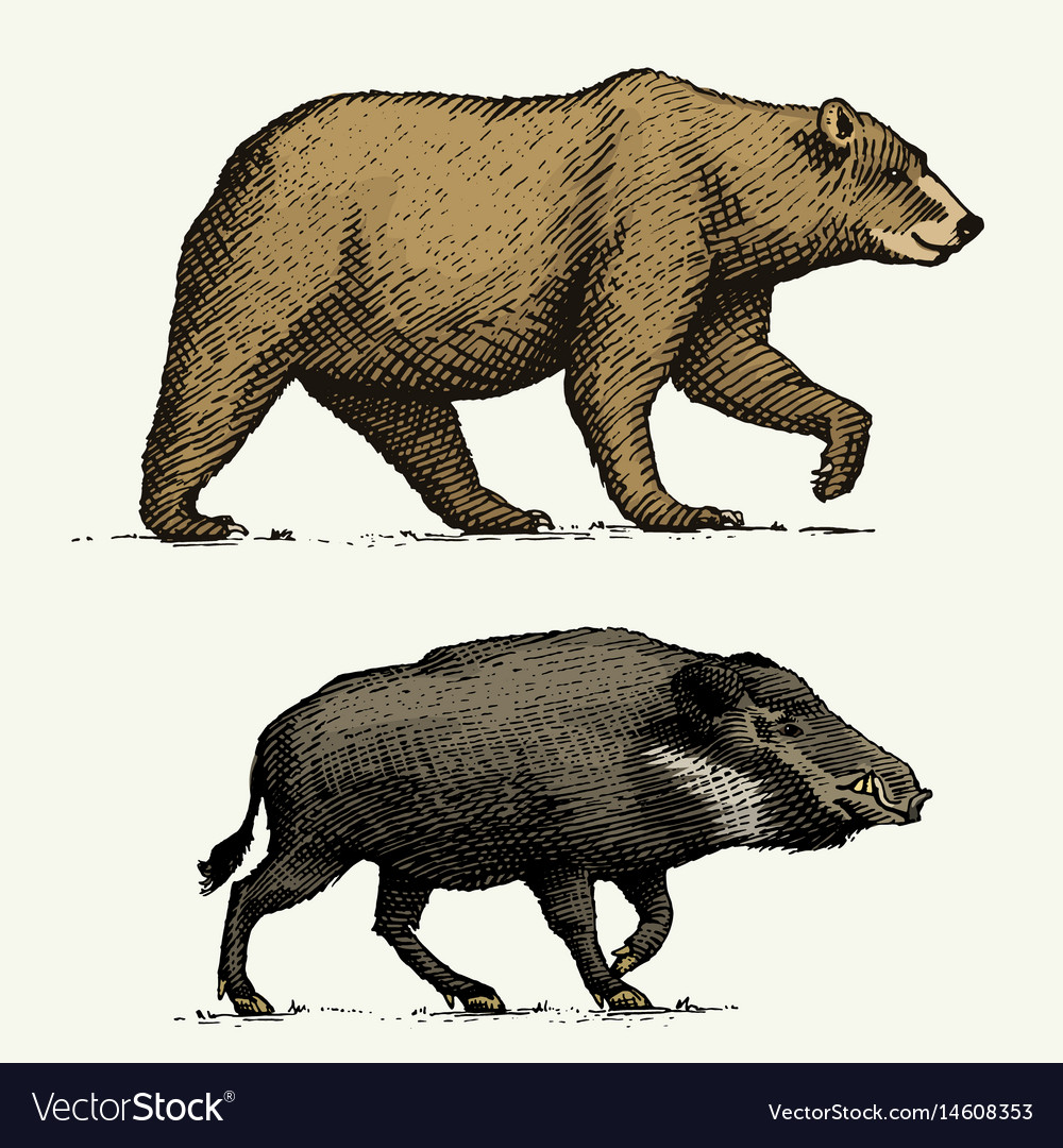 Wild bear grizzly and boar or pig engraved hand Vector Image