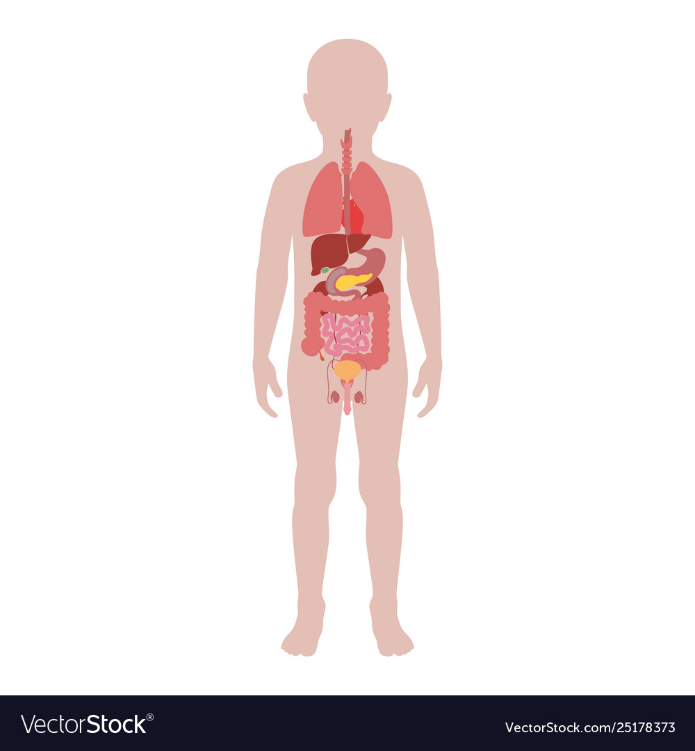 Child's Internal Organs